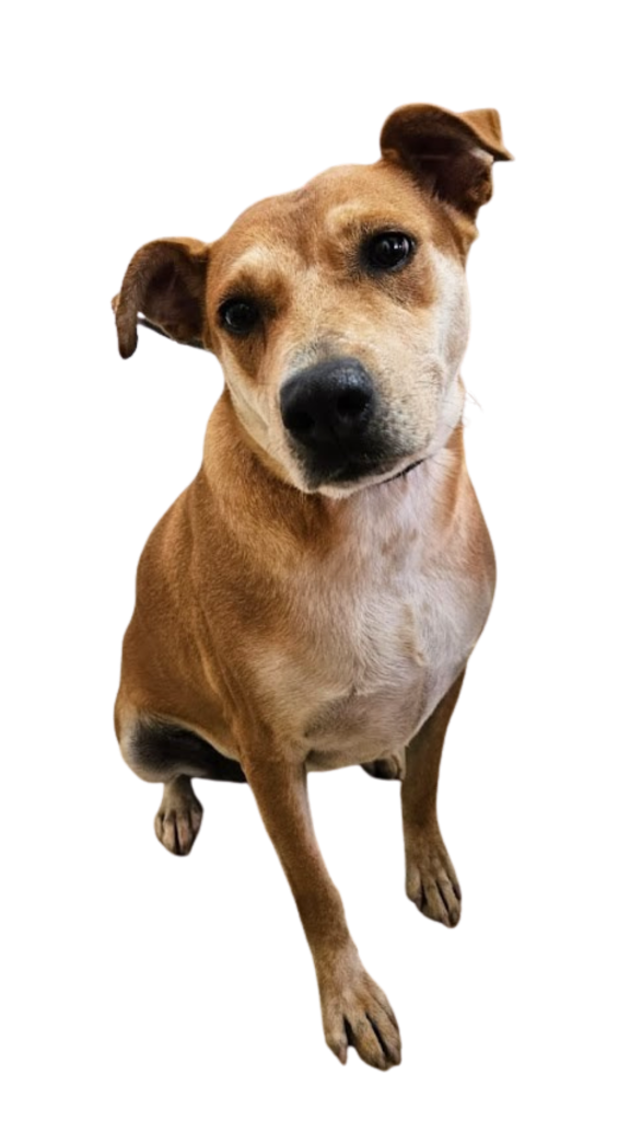 Serena perra beige en adopción