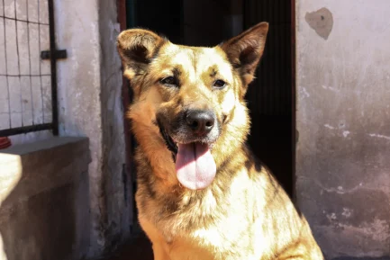 Martina en adopción