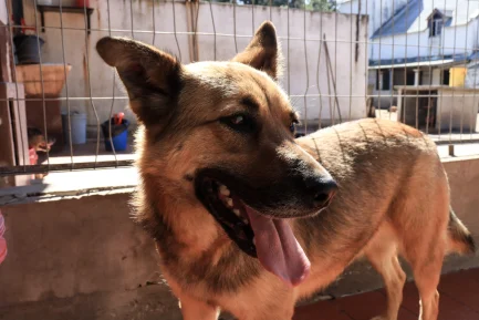 Martina en adopción