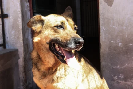 Martina en adopción