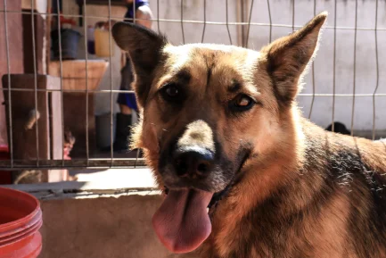 Martina en adopción