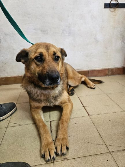 martina en adopción