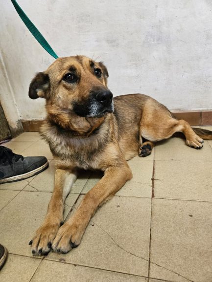 martina en adopción