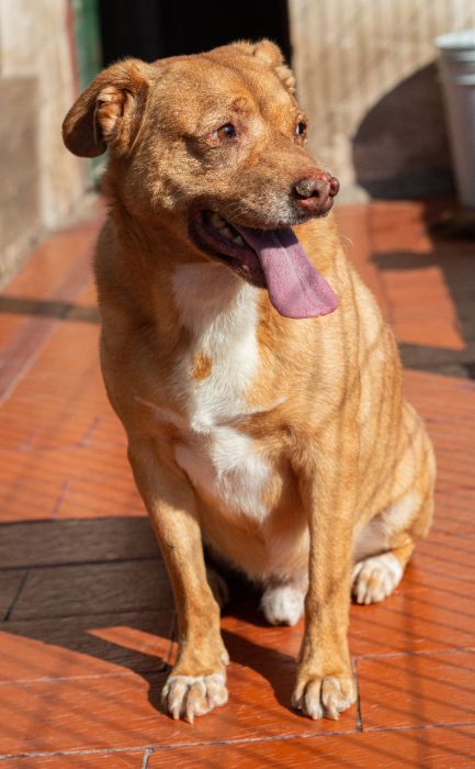 Rubio en adopción - Refugio Don Torcuato