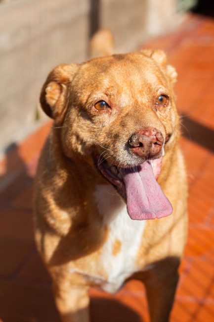 Perro Rubio en adopción - Refugio Don Torcuato