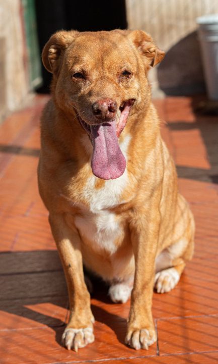 Perro Rubio en adopción - Refugio Don Torcuato