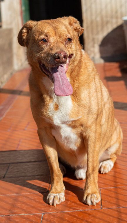 Rubio en adopción - Refugio Don Torcuato