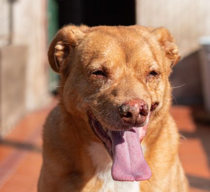 Rubio en adopción - Refugio Don Torcuato