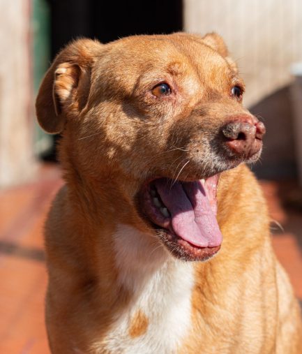 Rubio en adopción - Refugio Don Torcuato