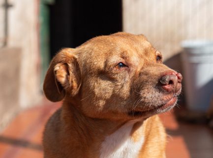 Rubio en adopción - Refugio Don Torcuato