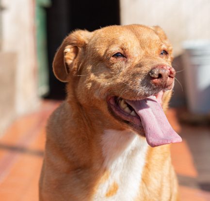 Rubio en adopción - Refugio Don Torcuato