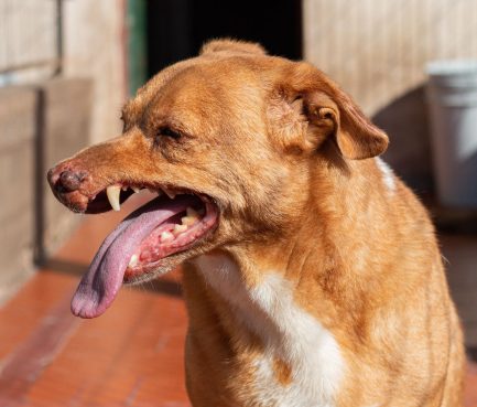 Rubio en adopción - Refugio Don Torcuato