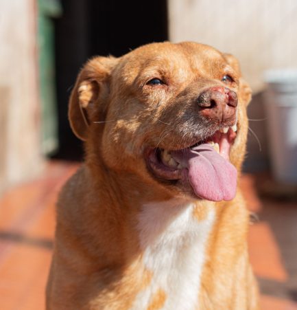 Rubio en adopción - Refugio Don Torcuato