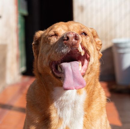 Perro Rubio en adopción - Refugio Don Torcuato