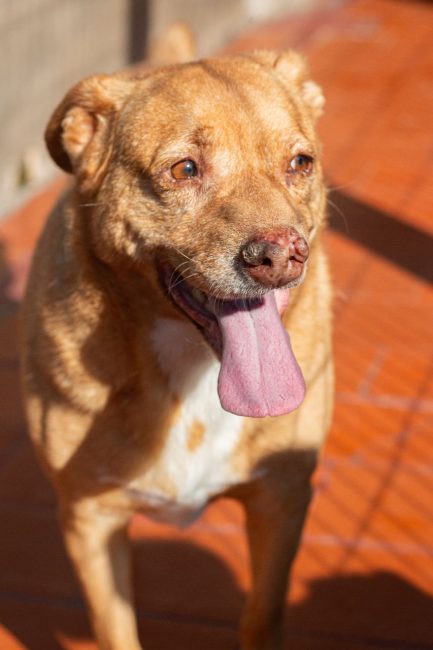 Rubio en adopción - Refugio Don Torcuato