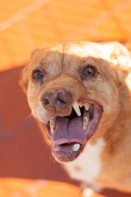 Rubio en adopción - Refugio Don Torcuato
