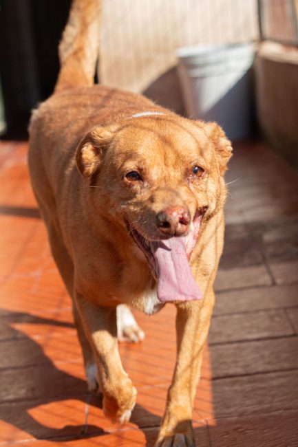 Rubio en adopción - Refugio Don Torcuato