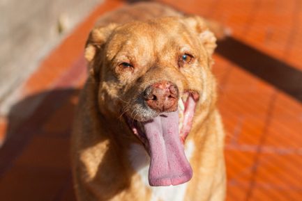 Rubio en adopción - Refugio Don Torcuato