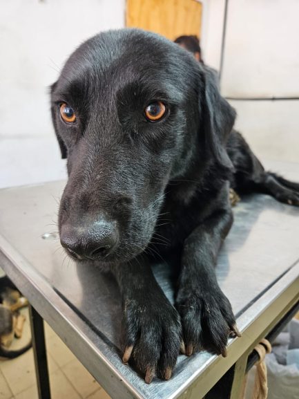 Misty en adopción