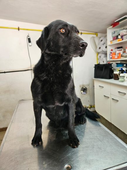 Misty en adopción