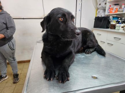 Misty en adopción