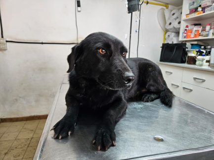 Misty en adopción