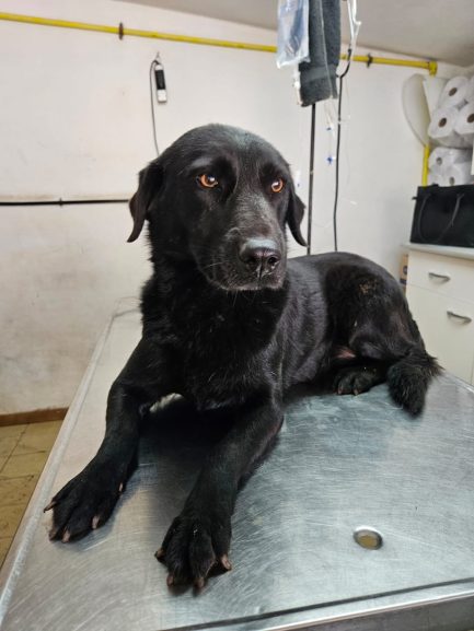 Misty en adopción