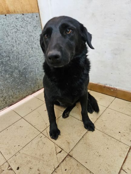 Misty en adopción