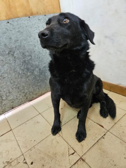 Misty en adopción