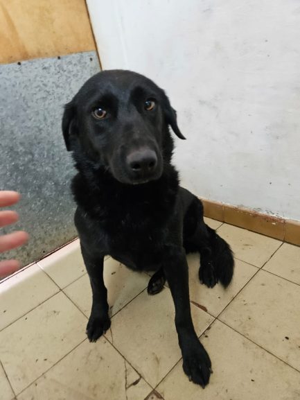 Misty en adopción