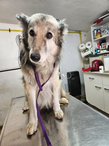 Mecha en adopción