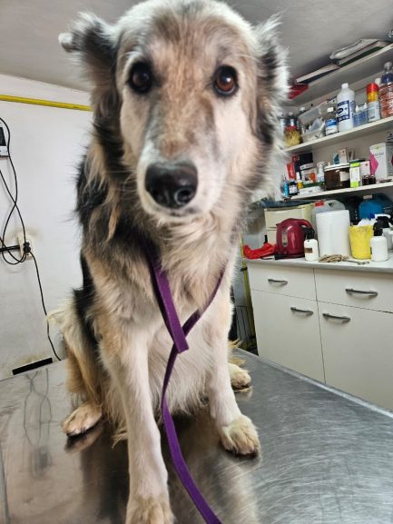 Mecha en adopción