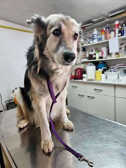 Mecha en adopción