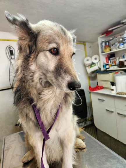 Mecha en adopción