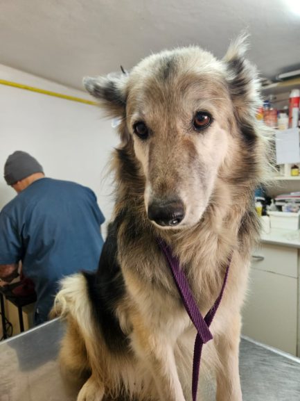 Mecha en adopción