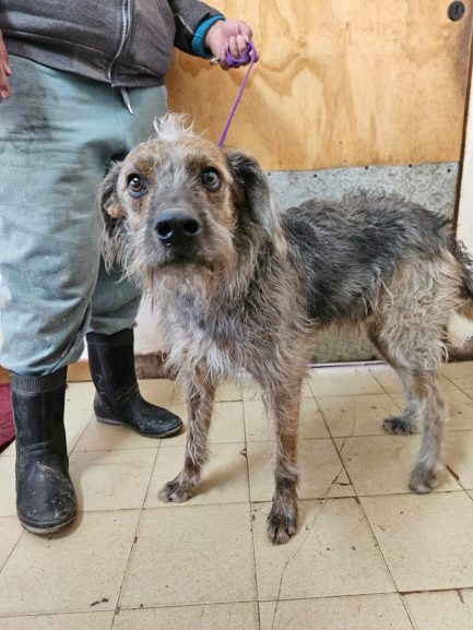 Otto en adopción