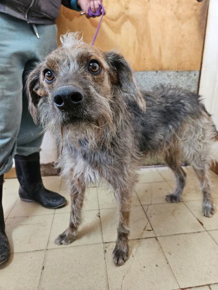 Otto en adopción