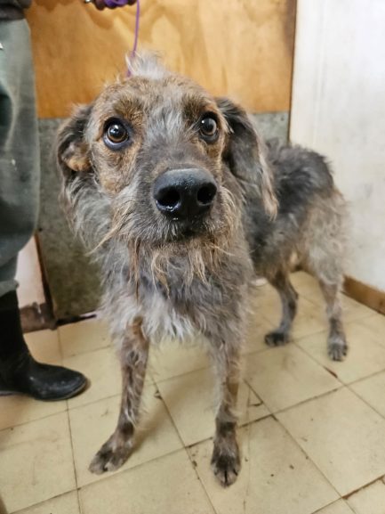 Otto en adopción