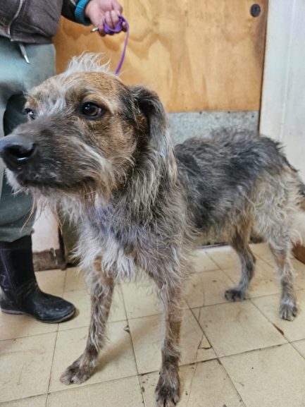 Otto en adopción