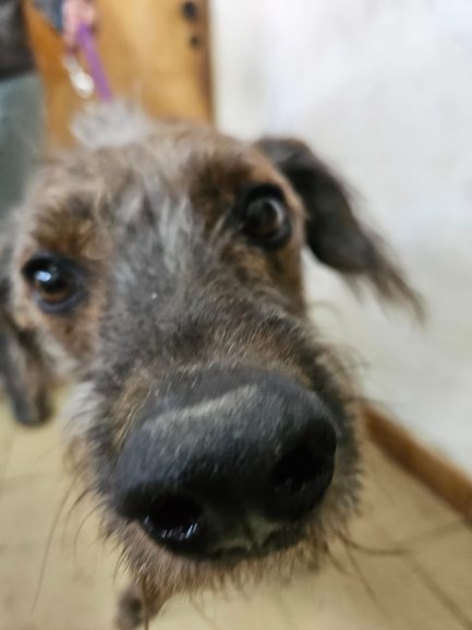 Otto en adopción