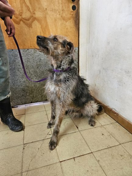 Otto en adopción
