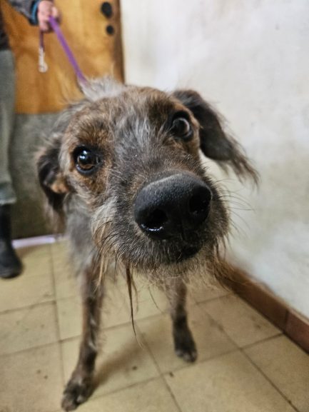 Otto en adopción