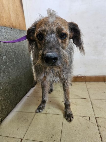 Otto en adopción