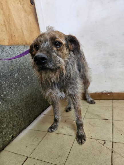 Otto en adopción