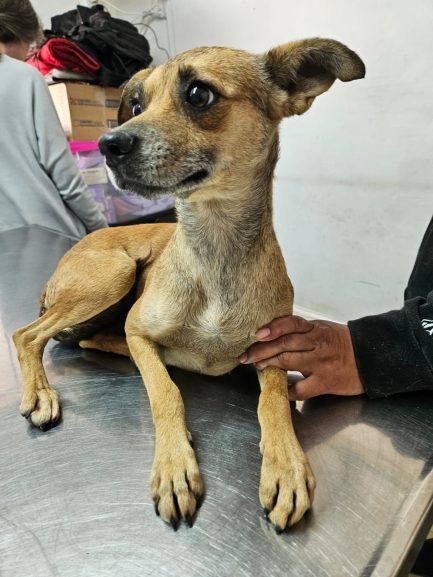 Roberta en adopción