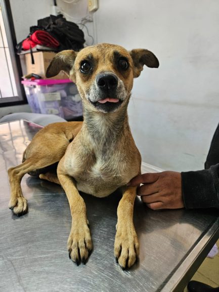Roberta en adopción