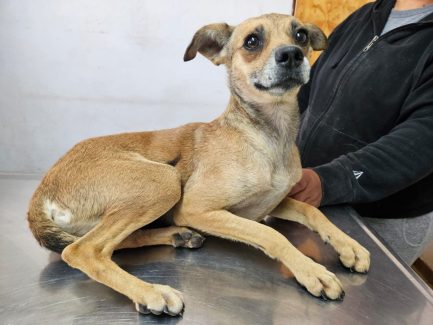 Roberta en adopción