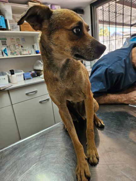 Roberta en adopción