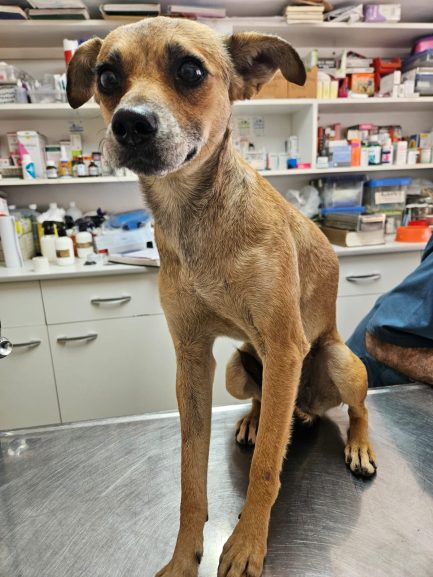 Roberta en adopción