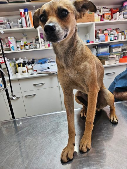 Roberta en adopción